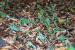 Opuntia pusilla, etiolated growth, Flat Rock Park, GA, Paul Adanick