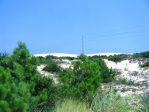 Opuntia pusilla, habitat, Nags Head, NC