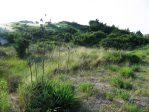 Opuntia pusilla, habitat, Nags Head, NC