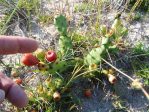 Opuntia pusilla, Nags Head, NC