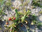 Opuntia pusilla, Nags Head, NC