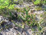 Opuntia pusilla, Nags Head, NC