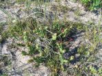 Opuntia pusilla, Nags Head, NC