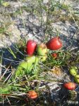 Opuntia pusilla, Nags Head, NC