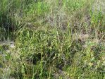 Opuntia pusilla, Nags Head, NC