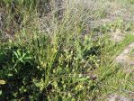 Opuntia pusilla, Nags Head, NC