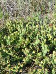 Opuntia pusilla, Nags Head, NC