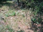 Opuntia pusilla habitat, Rocky Face, Taylorsville, NC