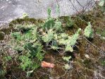 Opuntia pusilla-like, Rocky Face, NC