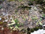 Opuntia pusilla-like, Rocky Face, NC