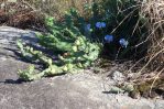 Opuntia pusilla, Mt Arabia, GA, Paul Adanick