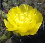 Opuntia pusilla, flower, garden plant