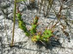 Opuntia pusilla, James Cheshire