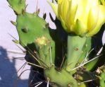 Opuntia pusilla, flower, garden plant