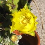 Opuntia pusilla, flower, garden plant