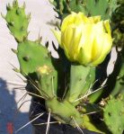 Opuntia pusilla, flower, garden plant