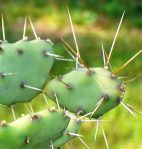 Opuntia pusilla, garden plant