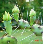 Opuntia pusilla, garden plant