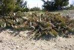 Opuntia pyrocarpa, Parker County, TX, Ron Beerer