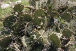 Opuntia pyrocarpa, Parker County, TX, Ron Beerer