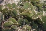 Opuntia pyrocarpa, Parker County, TX, Ron Beerer