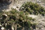 Opuntia pyrocarpa, Parker County, TX, Ron Beerer