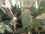 Opuntia pyrocarpa, northern Texas