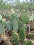 Opuntia pyrocarpa, near Abilene, TX