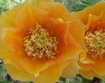 Opuntia pyrocarpa, garden plant, OK City, Derrill Pope