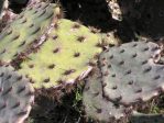 Opuntia pyrocarpa, Ed Utley