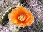 Opuntia pyrocarpa, Ed Utley