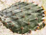 Opuntia pyrocarpa, Ed Utley