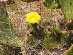 Opuntia pyrocarpa, near Austin, TX