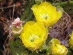 Opuntia pyrocarpa, near Austin, TX