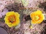 Opuntia pyrocarpa, near Austin, TX