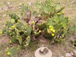 Opuntia pyrocarpa, near Austin, TX