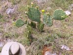 Opuntia pyrocarpa, near Austin, TX