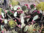 Opuntia pyrocarpa, northern TX