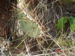 Opuntia pyrocarpa, northern Texas