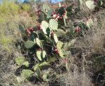 Opuntia pyrocarpa, northwest of Ft. Worth, TX