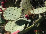 Opuntia pyrocarpa, northwest of Ft. Worth, TX