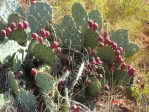 Opuntia pyrocarpa, northwest of Ft. Worth, TX