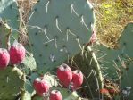 Opuntia pyrocarpa, northern Texas