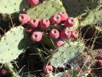 Opuntia pyrocarpa, northern Texas