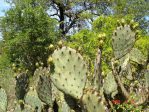 Opuntia pyrocarpa, Pace Bend Park, TX