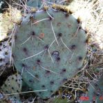 Opuntia pyrocarpa, Lake Travis, TX