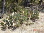 Opuntia pyrocarpa, Lake Travis, TX