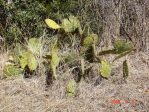 Opuntia pyrocarpa, possible hybrid with O. lindheimeri, Lake Travis, TX