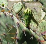 Opuntia pyrocarpa, Lake Travis, TX