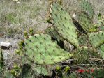 Opuntia pyrocarpa, Lake Travis, TX